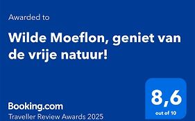 Wilde Moeflon, geniet van de vrije natuur!